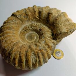 Naturalny Amonit skamielina Paleozoik duży nr 2