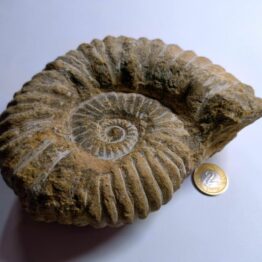 Naturalny Amonit skamielina Paleozoik duży nr 3