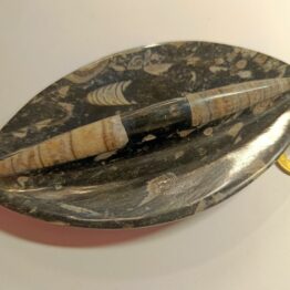 Naturalny Orthoceras Łodzik Paleozoik