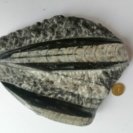 Naturalna skamienielina Orthoceras Łodzik Maroko Dewon nr 2