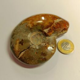 Naturalny Amonit skamielina Paleozoik polerowany